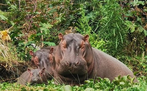 Lake Nakuru National Park Day Tour