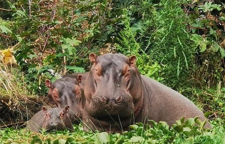 Lake Nakuru National Park Day Tour