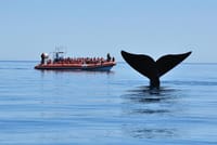Whale Watching Navigation