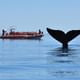 Whale Watching Navigation
