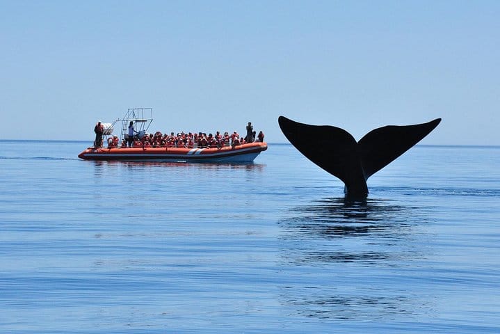 Whale Watching Navigation