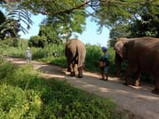 Elephant Sanctuary+Bamboo Rafting+Long Neck Village 8