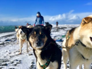 Dog Sledding Near Reykjavik , photo 8