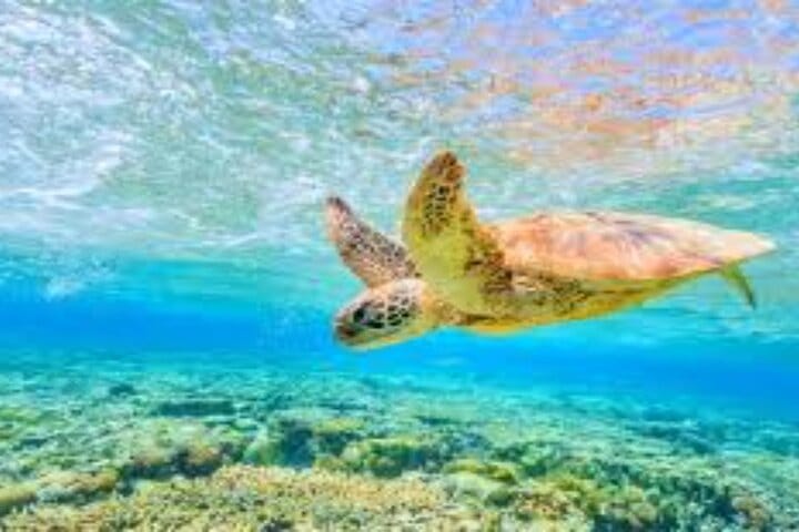 Abu Dabab Full-Day Private Experience with tickets from Hurghada