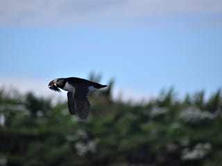 Reykjavík Classic Puffin Watching, photo 17