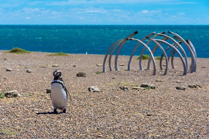Estancia San Lorenzo: Home to the Largest Penguin Colony