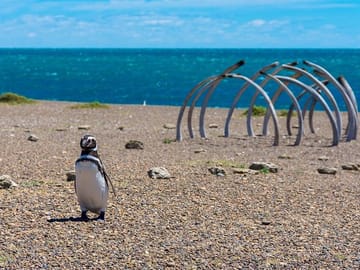 Penguin Watching Tour at Estancia San Lorenzo, Puerto Madryn