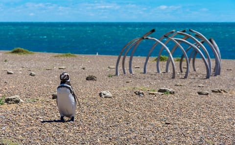 Penguin Watching Tour at Estancia San Lorenzo, Puerto Madryn