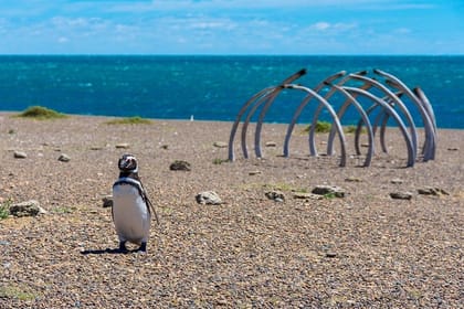 Estancia San Lorenzo: Home to the Largest Penguin Colony