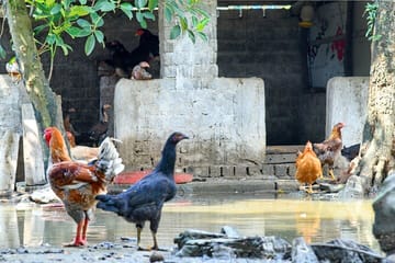 1 Day Visit Mua Cave – Trang An – Local Family – Cyling – Hoa Lu