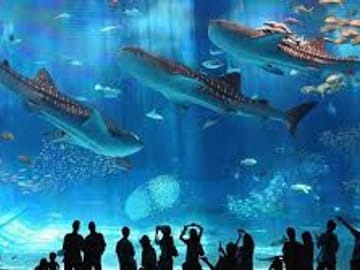 Grand Aquarium in hurghada