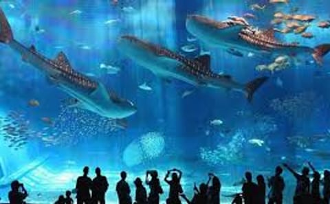 Grand Aquarium in hurghada