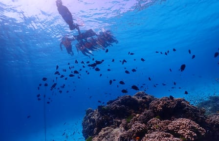 Phuket: Similan Island Snorkeling Adventure full day tour by Sea Star Andaman