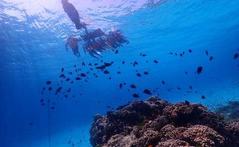 Phuket: Similan Island Snorkeling Adventure full day tour by Sea Star Andaman