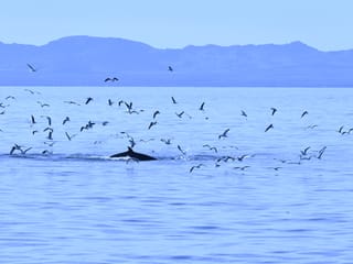 Reykjavík Whales & Viðey Island, photo 12