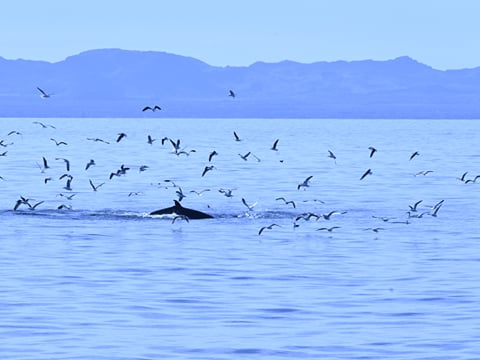 Reykjavík Whales & Viðey Island, photo 12