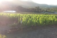Vineyard