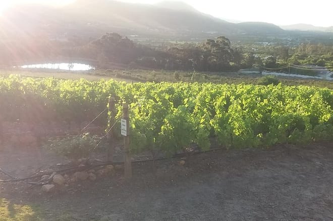 Vineyard