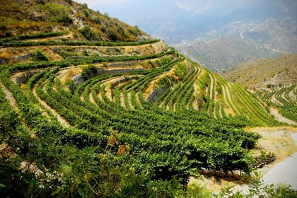 From Larnaca: Troodos Vino Venture – Mountain Villages & Wineries Tour (8-9hrs)
