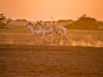 7-Day Archaeological and Natural Wonders Tour from Ahmedabad