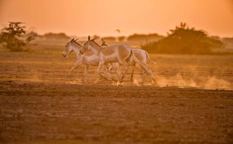 7-Day Archaeological and Natural Wonders Tour from Ahmedabad