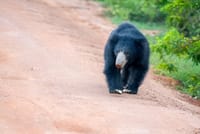 Wilpattu Half Day Safari from Sigiriya  2