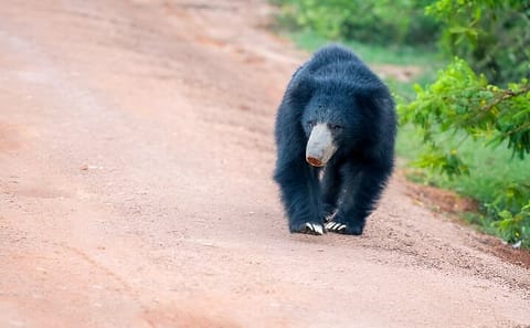 Wilpattu National Park Half Day Safari from Sigiriya