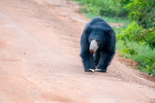Wilpattu Half Day Safari from Sigiriya  2