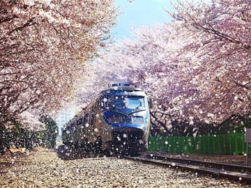 Cherry Blossom Tour: 6 Days in Jeju, Busan, and Gyeongju