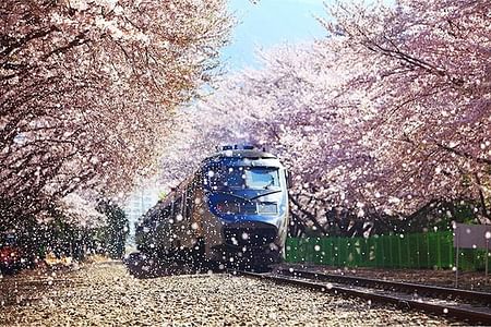 Cherry Blossom Tour: Explore Jeju, Busan, Jinhae & Gyeongju's Spring Splendor