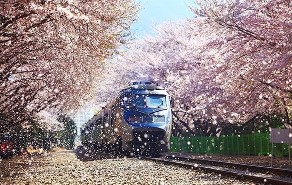 Spring 6 days Cherry Blossom Jeju&Busan&Jinhae&Gyeongju on 31 Mar to 10 Apr