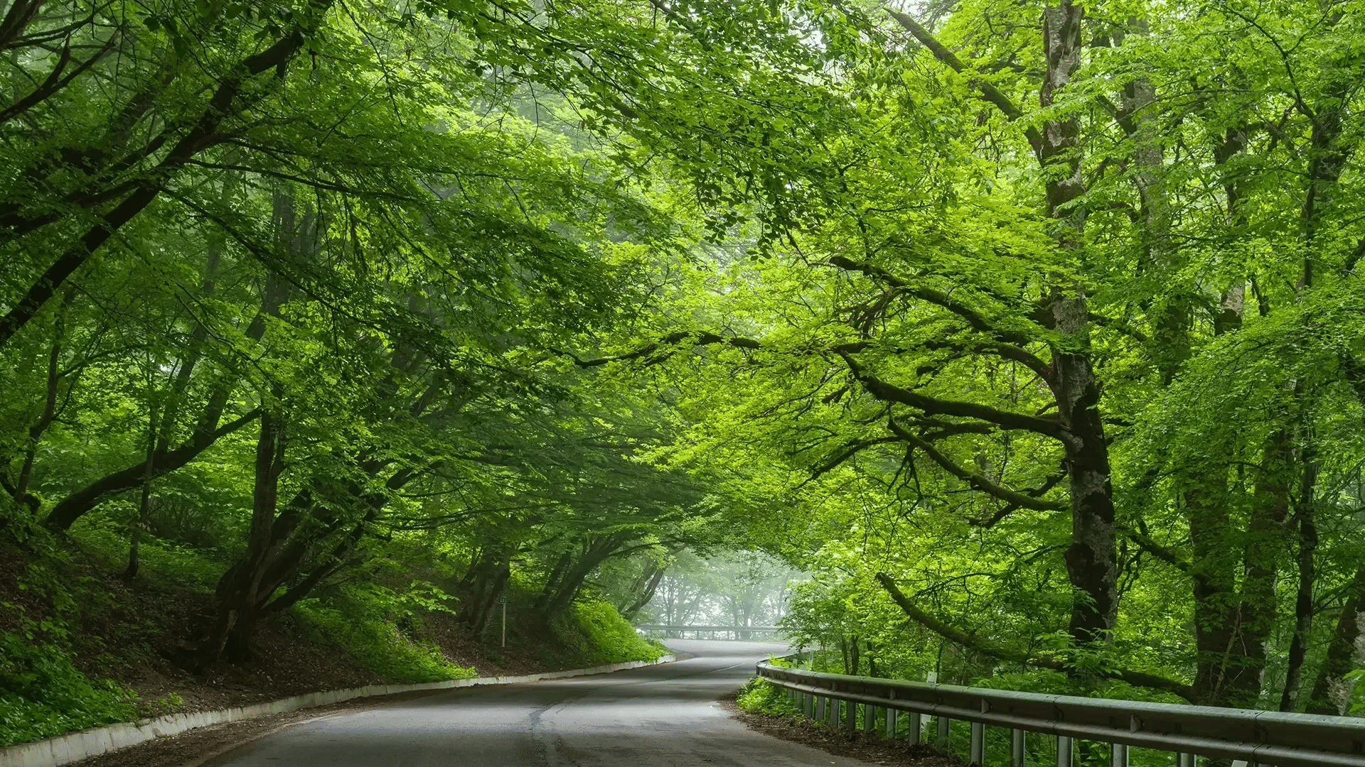 Discover sabaduri forest