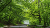 Discover sabaduri forest