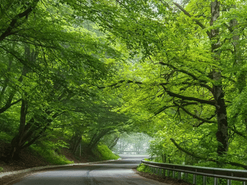 Full-Day Tour of Sabaduri Forest and Zedazeni Monastery in Georgia