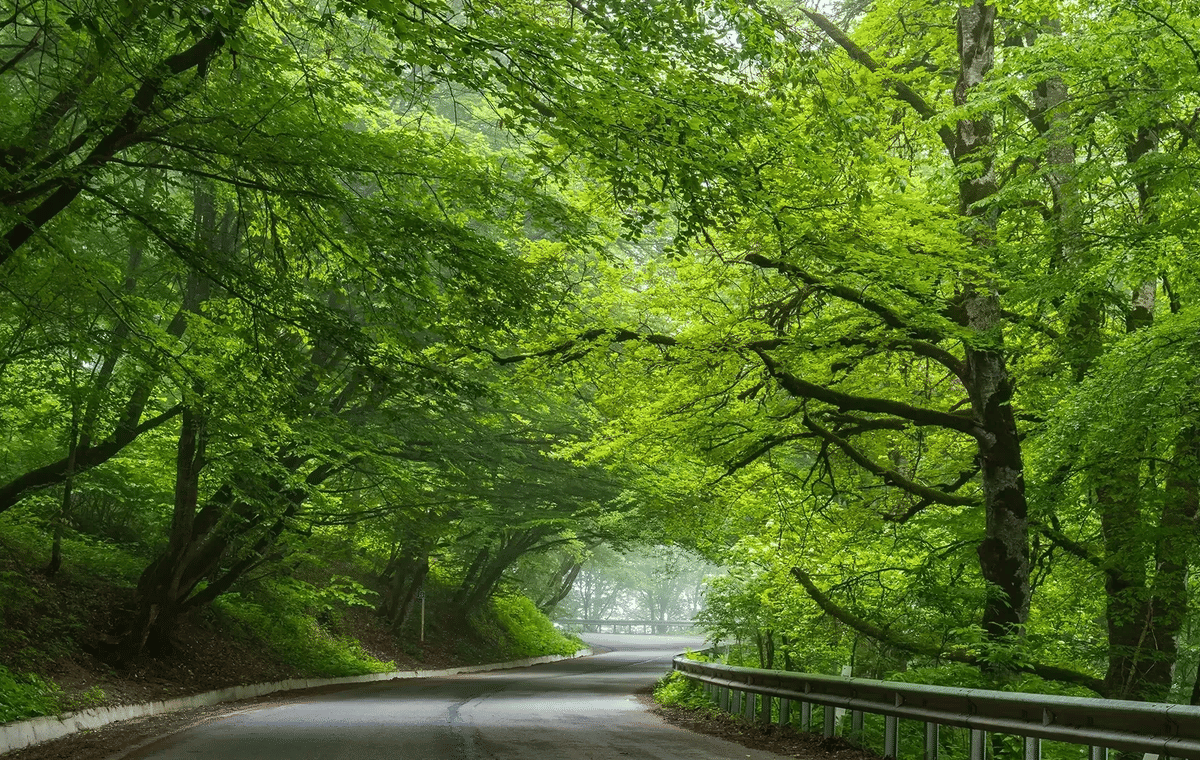 Discover Sabaduri Forest & More: National Park Adventure