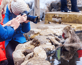 Nagano Snow Monkeys: Half Day Private Tour & Photo Gift 2