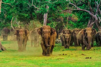 Udawalawa National Park Safari Tour From Ella
