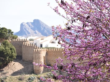 From Malaga: Antequera Heritage and Oil Mill land