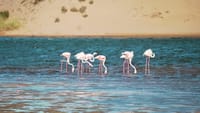 Souss Massa National Park - guided half day tour 1