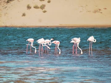 from agadir : Essaouira – guided day trip