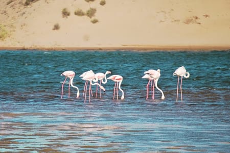 Safari Serenity: Guided Tour of Souss Massa National Park's Wildlife
