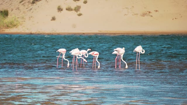 Souss Massa National Park - guided half day tour