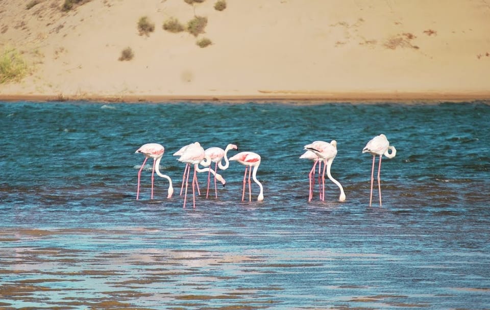Guided Half-Day Tour of Souss Massa National Park in Agadir