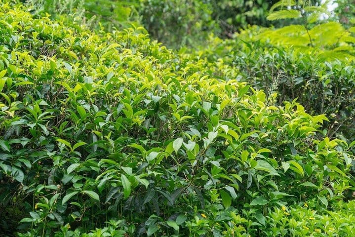 Colombo City Tour Highlights