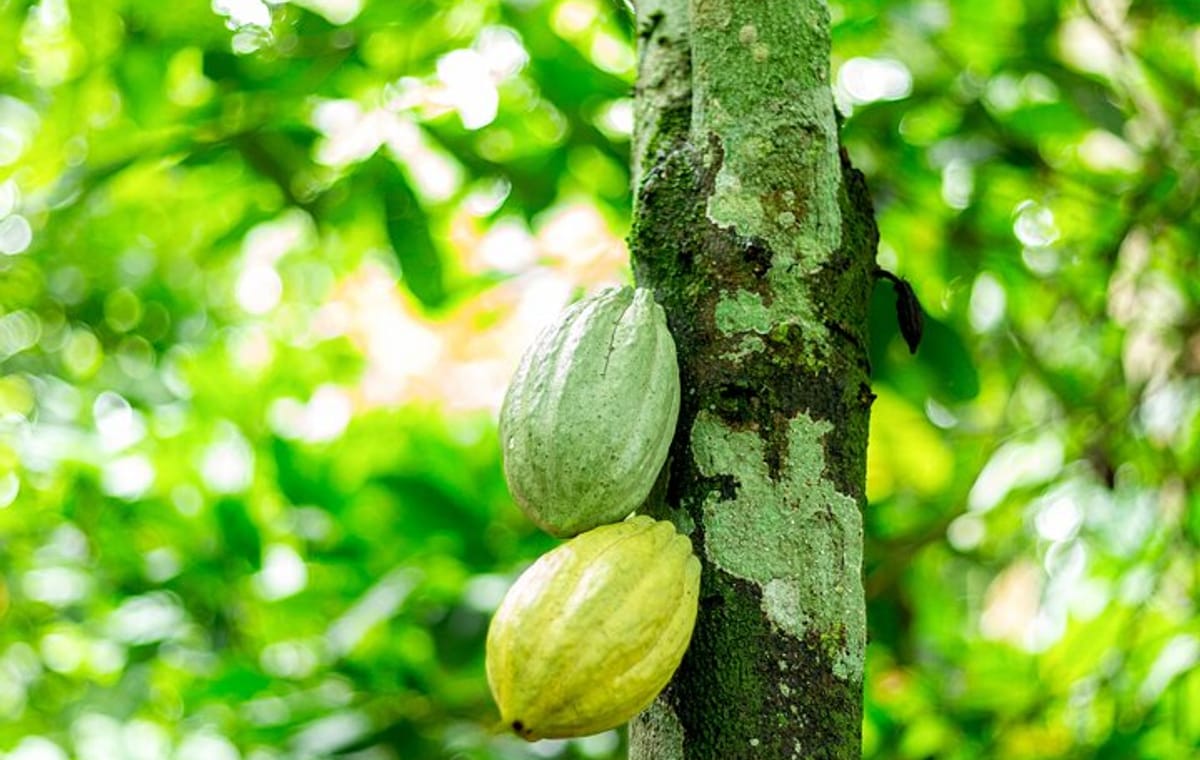 Learn Cocoa Production and Local Economy at Cocoa Farming Village