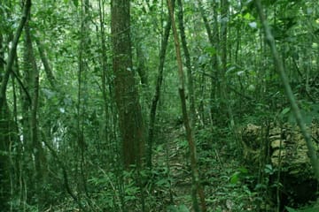 Sinharaja Forest One Day Trekking Tour from Galle