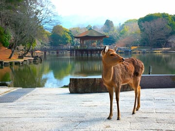 Nara Private Tour with Pick and Drop and English Speaking Driver