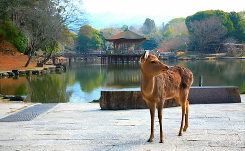 Nara Private Tour with Pick and Drop and English Speaking Driver