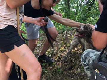 Truffle Hunting and Amarone Wine Tasting in Marano di Valpolicella