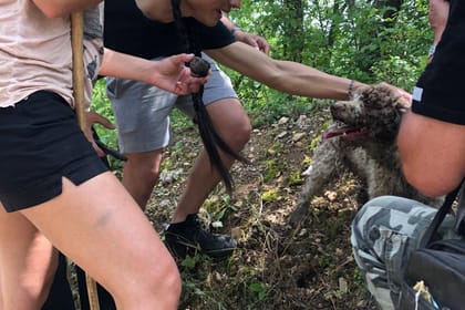 Truffle Hunting and Amarone Wine Tasting in Marano di Valpolicella